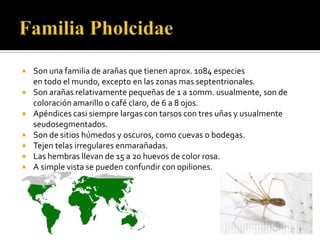    Son una familia de arañas que tienen aprox. 1084 especies
    en todo el mundo, excepto en las zonas mas septentrionales.
   Son arañas relativamente pequeñas de 1 a 10mm. usualmente, son de
    coloración amarillo o café claro, de 6 a 8 ojos.
   Apéndices casi siempre largas con tarsos con tres uñas y usualmente
    seudosegmentados.
   Son de sitios húmedos y oscuros, como cuevas o bodegas.
   Tejen telas irregulares enmarañadas.
   Las hembras llevan de 15 a 20 huevos de color rosa.
   A simple vista se pueden confundir con opiliones.
 