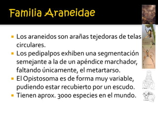    Los araneidos son arañas tejedoras de telas
    circulares.
   Los pedipalpos exhiben una segmentación
    semejante a la de un apéndice marchador,
    faltando únicamente, el metartarso.
   El Opistosoma es de forma muy variable,
    pudiendo estar recubierto por un escudo.
   Tienen aprox. 3000 especies en el mundo.
 
