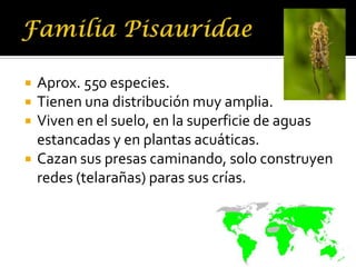    Aprox. 550 especies.
   Tienen una distribución muy amplia.
   Viven en el suelo, en la superficie de aguas
    estancadas y en plantas acuáticas.
   Cazan sus presas caminando, solo construyen
    redes (telarañas) paras sus crías.
 