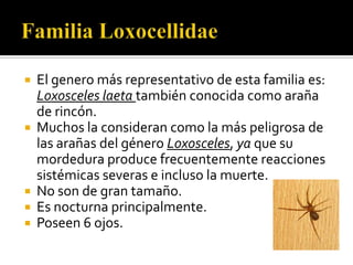  El genero más representativo de esta familia es:
  Loxosceles laeta también conocida como araña
  de rincón.
 Muchos la consideran como la más peligrosa de
  las arañas del género Loxosceles, ya que su
  mordedura produce frecuentemente reacciones
  sistémicas severas e incluso la muerte.
 No son de gran tamaño.
 Es nocturna principalmente.
 Poseen 6 ojos.
 