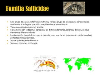    Este grupo de arañas lo forma un nutrido y variado grupo de arañas cuya característica
    fundamental es la gran precisión y rapidez de sus movimientos.
   Tienen una distribución muy amplia.
   Físicamente son todas muy parecidas, los distintos tamaños, colores y dibujos, son sus
    elementos diferenciadores.
   La disposición frontal de sus ojos le permite tener una de las visiones más evolucionadas y
    perfectas de los arácnidos.
   Aprox. 4000 especies descritas.
   Son muy comunes en Europa.
 