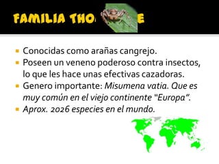    Conocidas como arañas cangrejo.
   Poseen un veneno poderoso contra insectos,
    lo que les hace unas efectivas cazadoras.
   Genero importante: Misumena vatia. Que es
    muy común en el viejo continente “Europa”.
   Aprox. 2026 especies en el mundo.
 