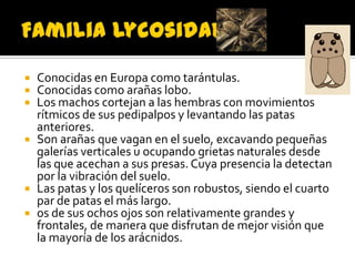    Conocidas en Europa como tarántulas.
   Conocidas como arañas lobo.
   Los machos cortejan a las hembras con movimientos
    rítmicos de sus pedipalpos y levantando las patas
    anteriores.
   Son arañas que vagan en el suelo, excavando pequeñas
    galerías verticales u ocupando grietas naturales desde
    las que acechan a sus presas. Cuya presencia la detectan
    por la vibración del suelo.
   Las patas y los quelíceros son robustos, siendo el cuarto
    par de patas el más largo.
   os de sus ochos ojos son relativamente grandes y
    frontales, de manera que disfrutan de mejor visión que
    la mayoría de los arácnidos.
 