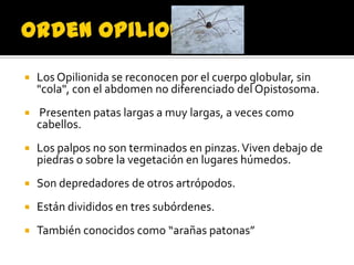    Los Opilionida se reconocen por el cuerpo globular, sin
    "cola", con el abdomen no diferenciado del Opistosoma.
   Presenten patas largas a muy largas, a veces como
    cabellos.
   Los palpos no son terminados en pinzas. Viven debajo de
    piedras o sobre la vegetación en lugares húmedos.
   Son depredadores de otros artrópodos.
   Están divididos en tres subórdenes.
   También conocidos como “arañas patonas”
 