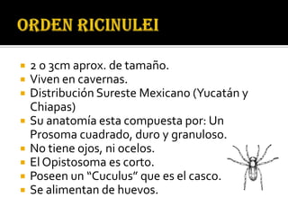    2 o 3cm aprox. de tamaño.
   Viven en cavernas.
   Distribución Sureste Mexicano (Yucatán y
    Chiapas)
   Su anatomía esta compuesta por: Un
    Prosoma cuadrado, duro y granuloso.
   No tiene ojos, ni ocelos.
   El Opistosoma es corto.
   Poseen un “Cuculus” que es el casco.
   Se alimentan de huevos.
 