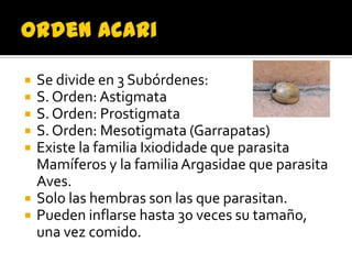    Se divide en 3 Subórdenes:
   S. Orden: Astigmata
   S. Orden: Prostigmata
   S. Orden: Mesotigmata (Garrapatas)
   Existe la familia Ixiodidade que parasita
    Mamíferos y la familia Argasidae que parasita
    Aves.
   Solo las hembras son las que parasitan.
   Pueden inflarse hasta 30 veces su tamaño,
    una vez comido.
 