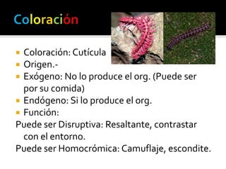  Coloración: Cutícula
 Origen.-
 Exógeno: No lo produce el org. (Puede ser
  por su comida)
 Endógeno: Si lo produce el org.
 Función:
Puede ser Disruptiva: Resaltante, contrastar
  con el entorno.
Puede ser Homocrómica: Camuflaje, escondite.
 