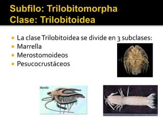    La clase Trilobitoidea se divide en 3 subclases:
   Marrella
   Merostomoideos
   Pesucocrustáceos
 