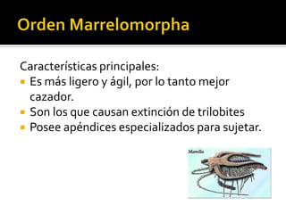 Características principales:
 Es más ligero y ágil, por lo tanto mejor
  cazador.
 Son los que causan extinción de trilobites
 Posee apéndices especializados para sujetar.
 