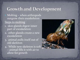  Molting – when arthropods
outgrow their exoskeleton
Steps to molting
1. skin glands digest inner
part of exoskeleton
2. other glands create a new
exoskeleton
3. animal pulls itself out of
old skeleton
4. While new skeleton is soft
– animal fills it with air to
allow for growth
 
