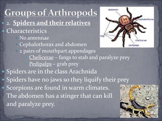  2. Spiders and their relatives
 Characteristics
 No antennae
 Cephalothorax and abdomen
 2 pairs of mouthpart appendages
 Chelicerae – fangs to stab and paralyze prey
 Pedipalps – grab prey
 Spiders are in the class Arachnida
 Spiders have no jaws so they liquify their prey
 Scorpions are found in warm climates.
The abdomen has a stinger that can kill
and paralyze prey.
 