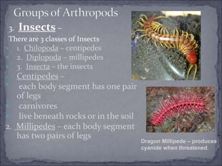  3. Insects –
 There are 3 classes of Insects
 1. Chilopoda – centipedes
 2. Diplopoda – millipedes
 3. Insecta – the insects
1. Centipedes –
• each body segment has one pair
of legs
 carnivores
 live beneath rocks or in the soil
2. Millipedes – each body segment
has two pairs of legs
Dragon Millipede – produces
cyanide when threatened.
 