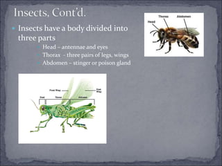  Insects have a body divided into
three parts
 Head – antennae and eyes
 Thorax - three pairs of legs, wings
 Abdomen – stinger or poison gland
 
