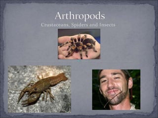 Crustaceans, Spiders and Insects
 