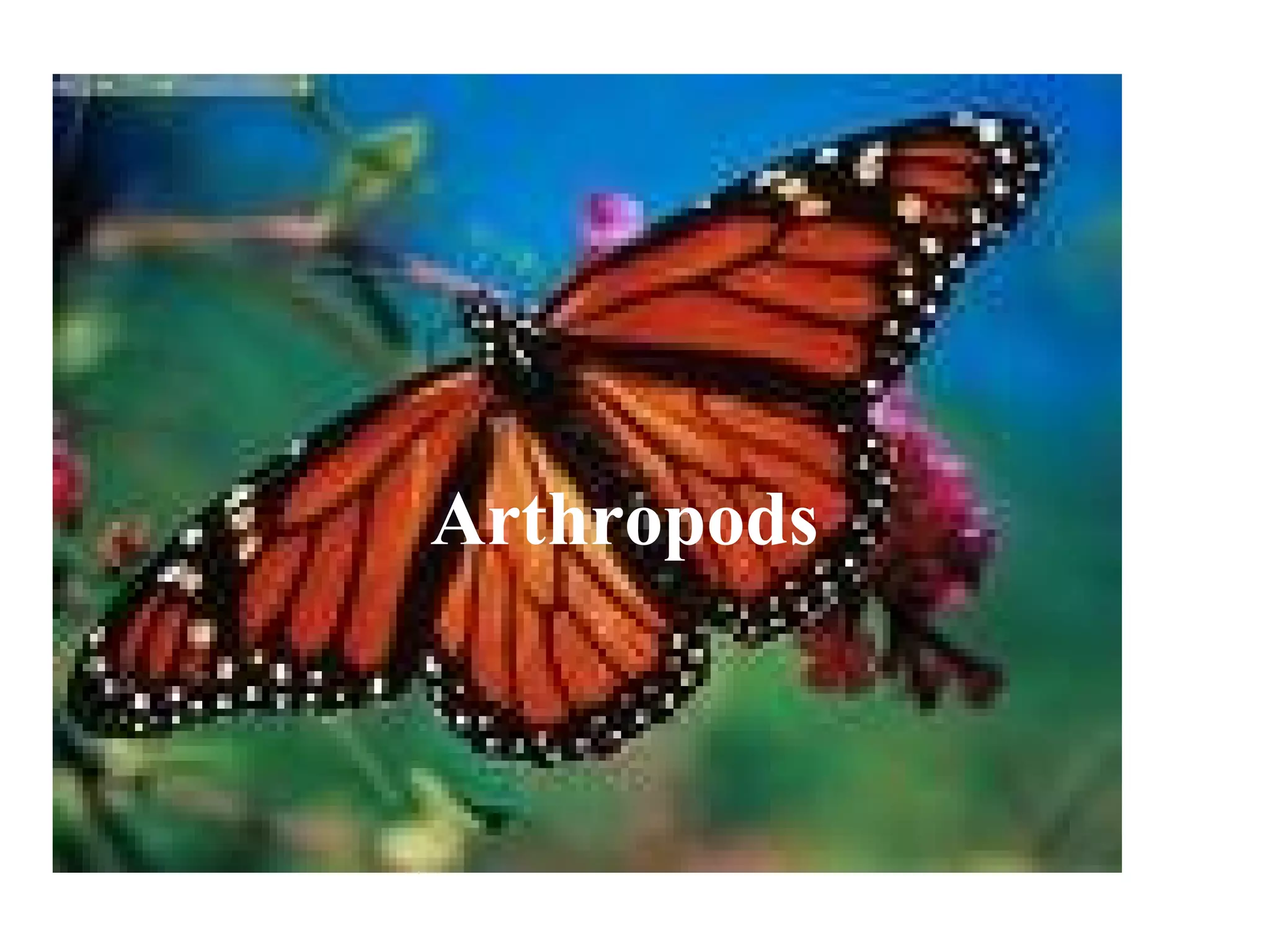 Arthropods
 