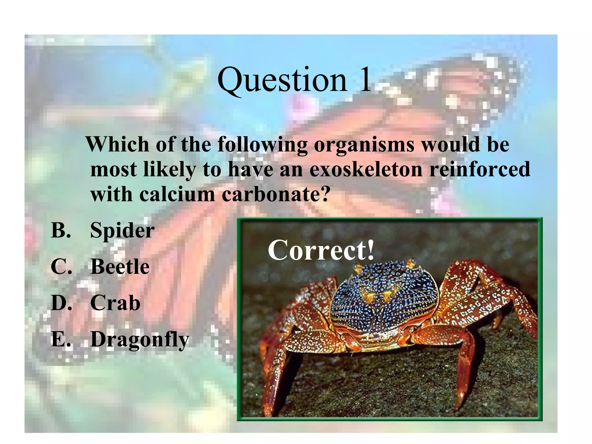 Question 1
   Which of the following organisms would be
   most likely to have an exoskeleton reinforced
   with calcium carbonate?
B. Spider
C. Beetle
                     Correct!
D. Crab
E. Dragonfly
 