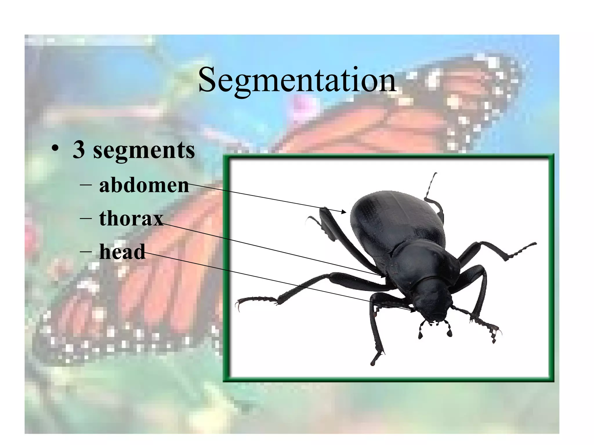 Segmentation
• 3 segments
  – abdomen
  – thorax
  – head
 