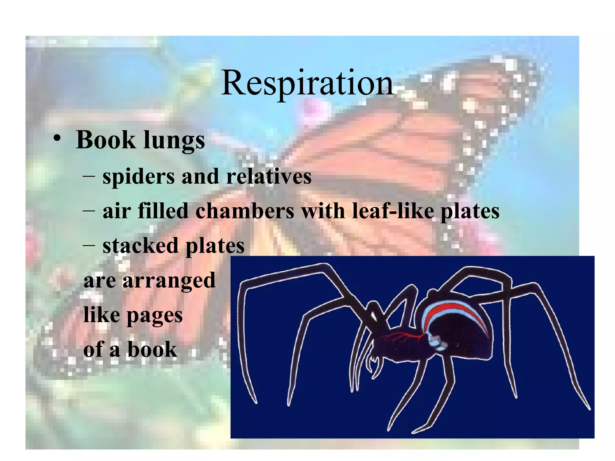 Respiration
• Book lungs
  – spiders and relatives
  – air filled chambers with leaf-like plates
  – stacked plates
  are arranged
  like pages
  of a book
 