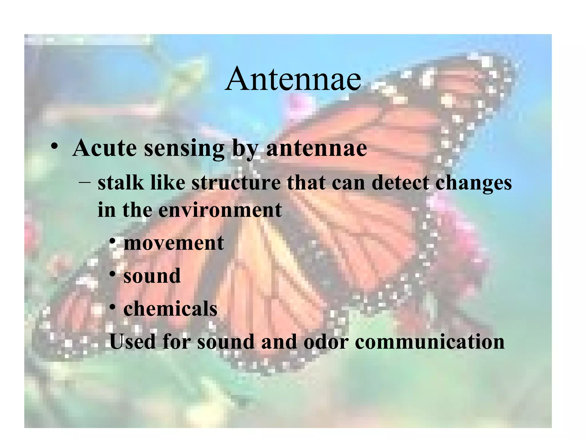 Antennae
• Acute sensing by antennae
  – stalk like structure that can detect changes
    in the environment
     • movement
     • sound
     • chemicals
     Used for sound and odor communication
 