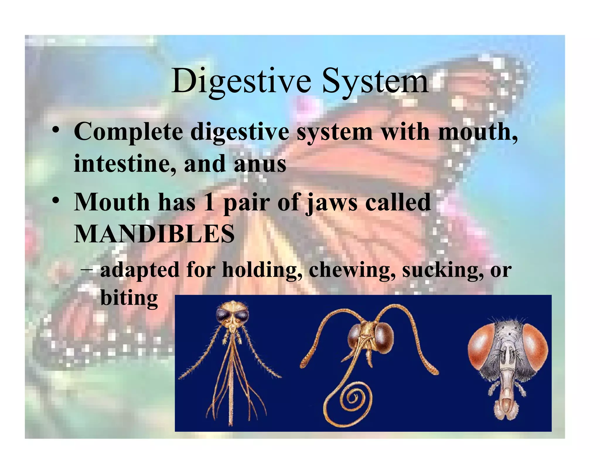 Digestive System
• Complete digestive system with mouth,
  intestine, and anus
• Mouth has 1 pair of jaws called
  MANDIBLES
  – adapted for holding, chewing, sucking, or
    biting
 
