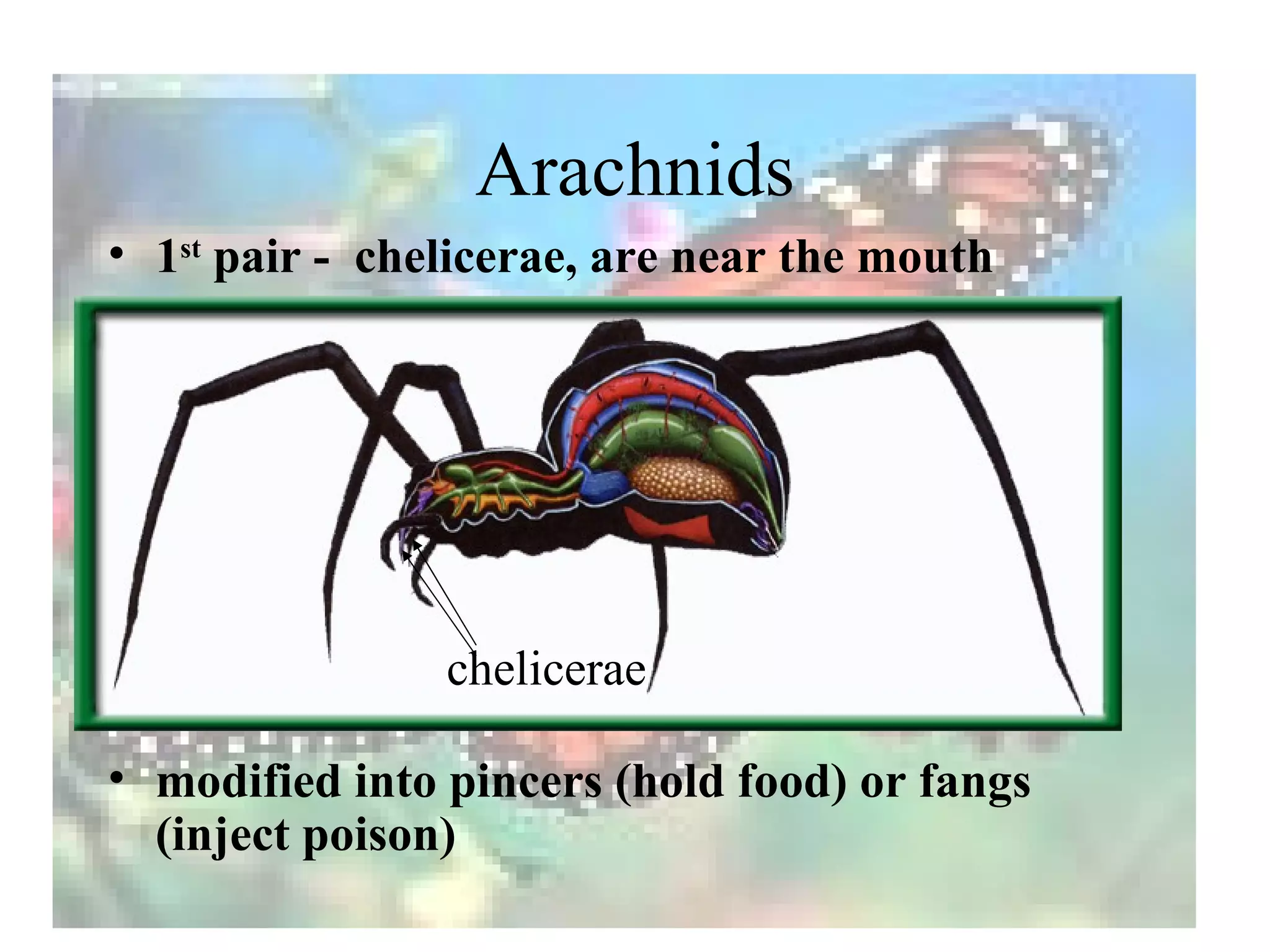 Arachnids
• 1st pair - chelicerae, are near the mouth




                chelicerae

• modified into pincers (hold food) or fangs
  (inject poison)
 