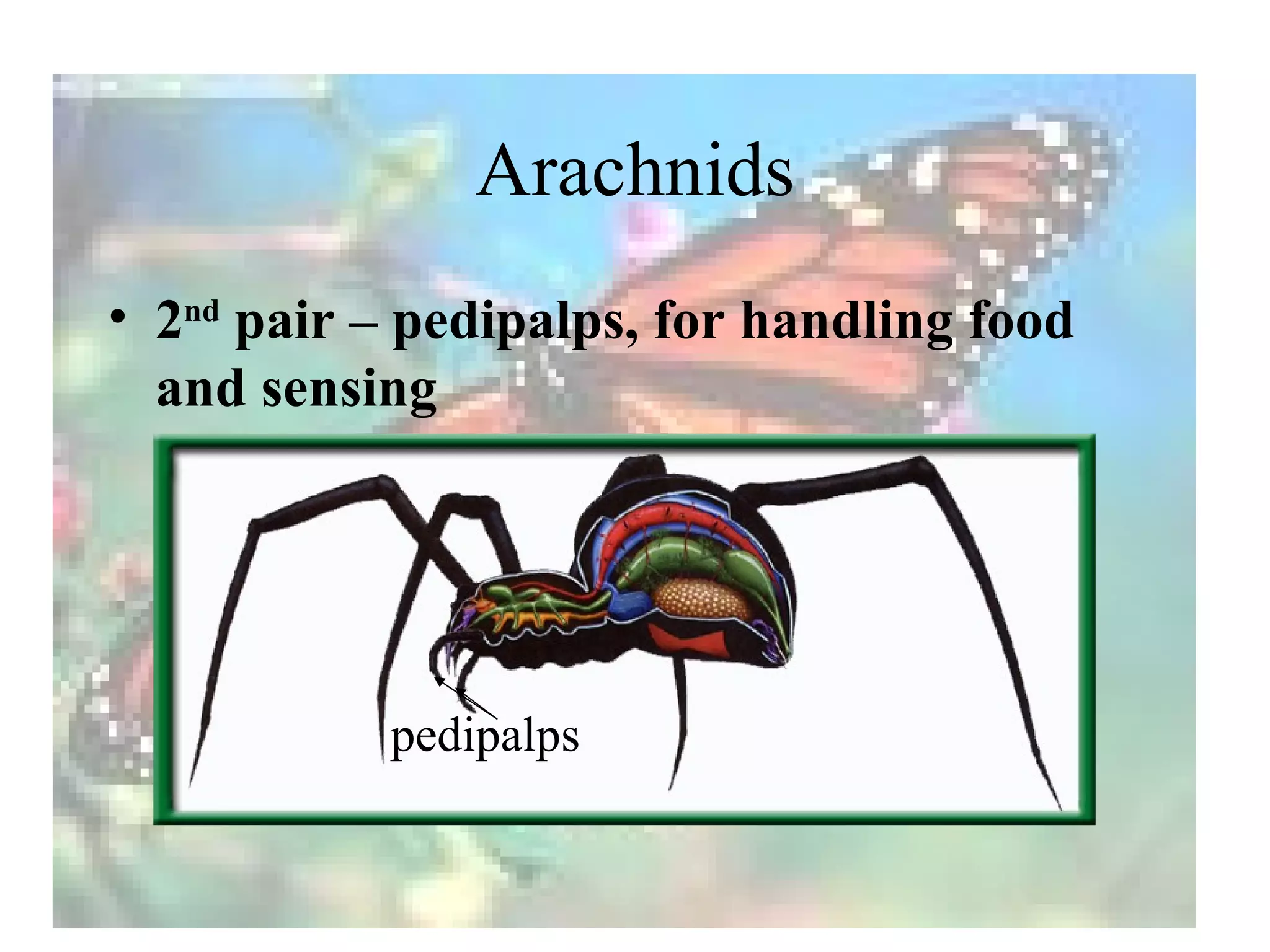 Arachnids
• 2nd pair – pedipalps, for handling food
  and sensing




           pedipalps
 