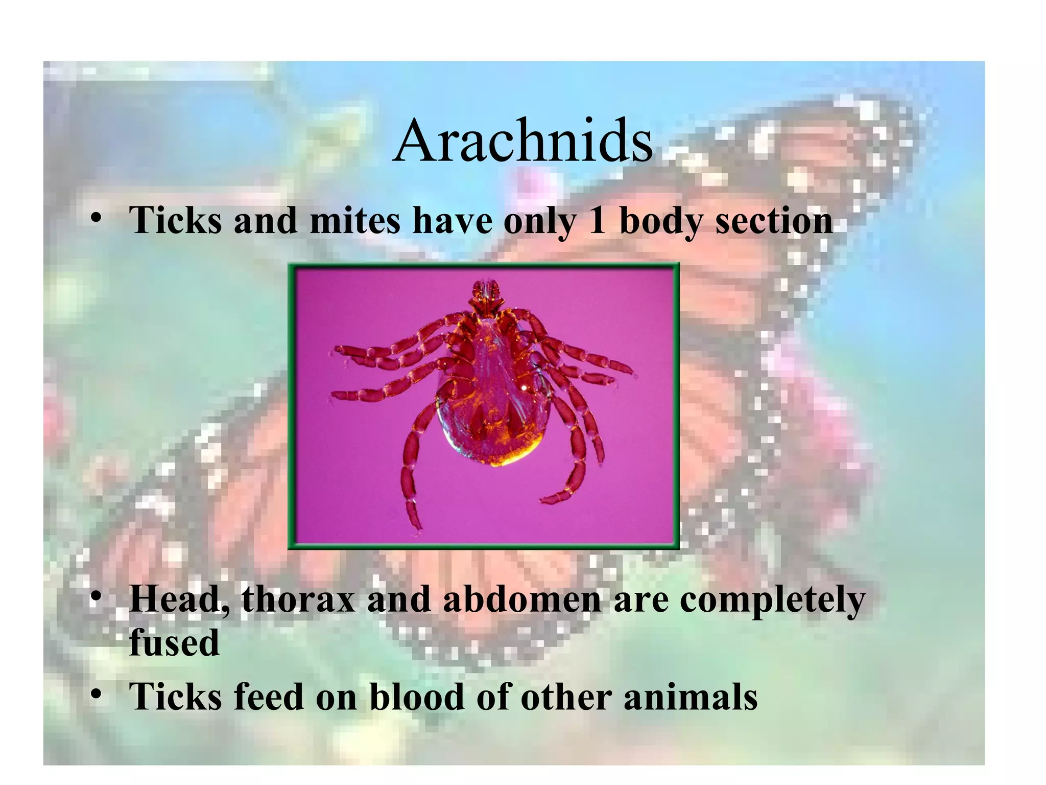 Arachnids
• Ticks and mites have only 1 body section




• Head, thorax and abdomen are completely
  fused
• Ticks feed on blood of other animals
 