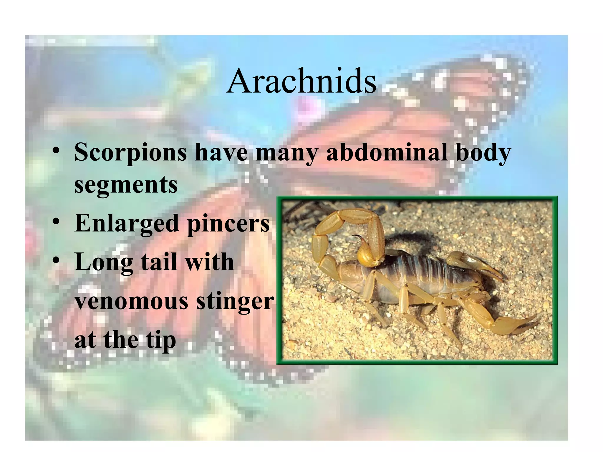 Arachnids
• Scorpions have many abdominal body
  segments
• Enlarged pincers
• Long tail with
  venomous stinger
  at the tip
 