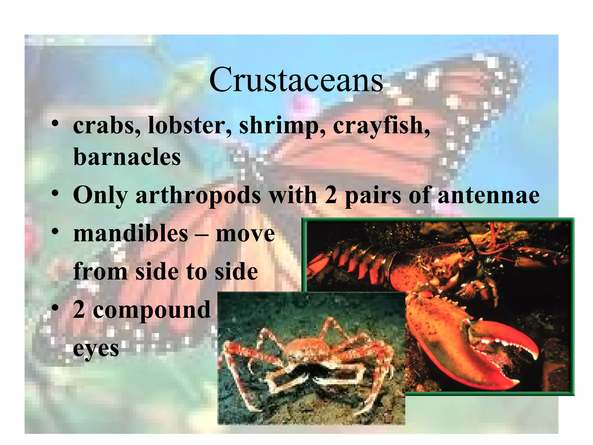 Crustaceans
• crabs, lobster, shrimp, crayfish,
  barnacles
• Only arthropods with 2 pairs of antennae
• mandibles – move
  from side to side
• 2 compound
  eyes
 