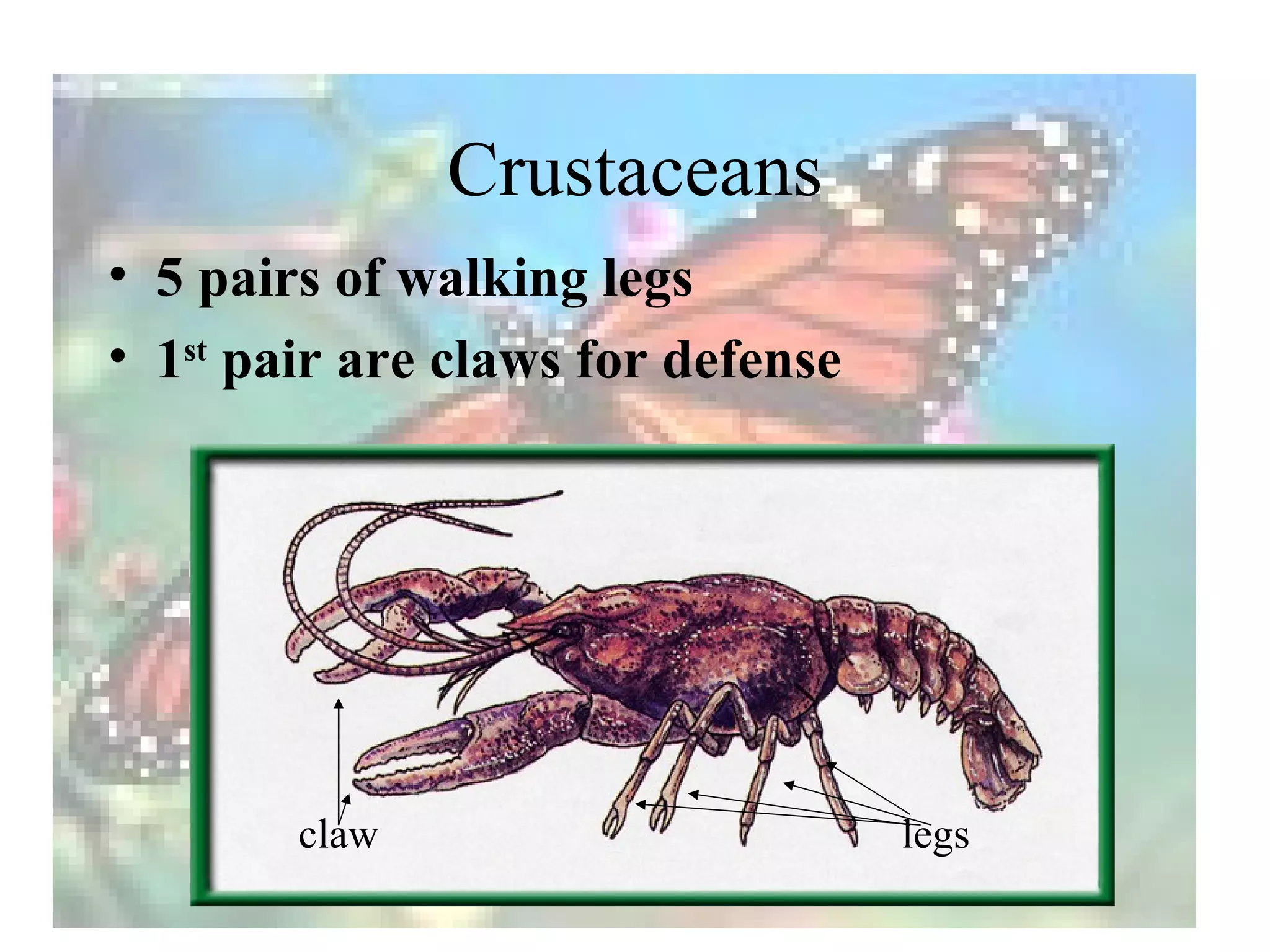 Crustaceans
• 5 pairs of walking legs
• 1st pair are claws for defense




        claw                       legs
 