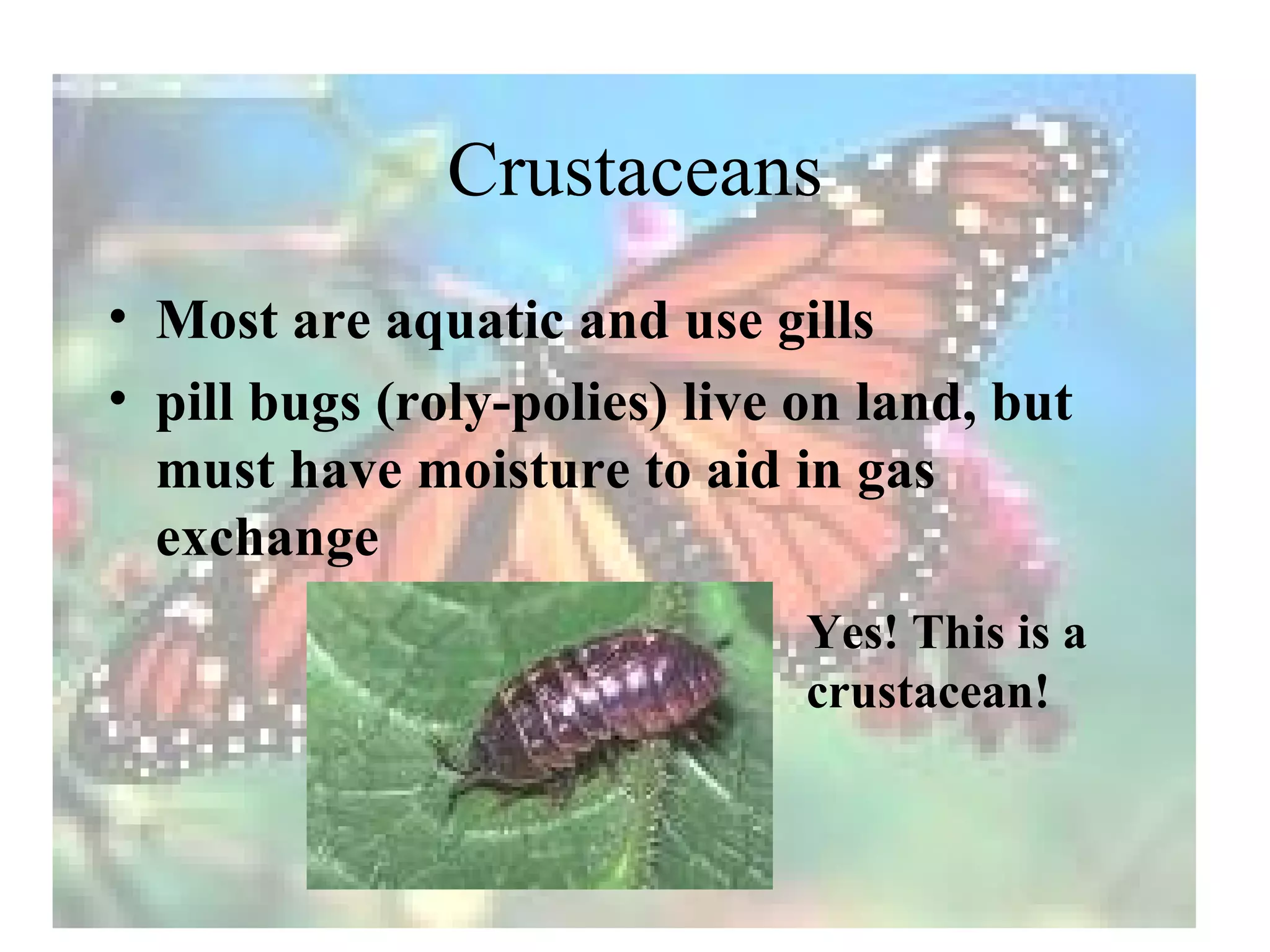 Crustaceans
• Most are aquatic and use gills
• pill bugs (roly-polies) live on land, but
  must have moisture to aid in gas
  exchange
                               Yes! This is a
                               crustacean!
 