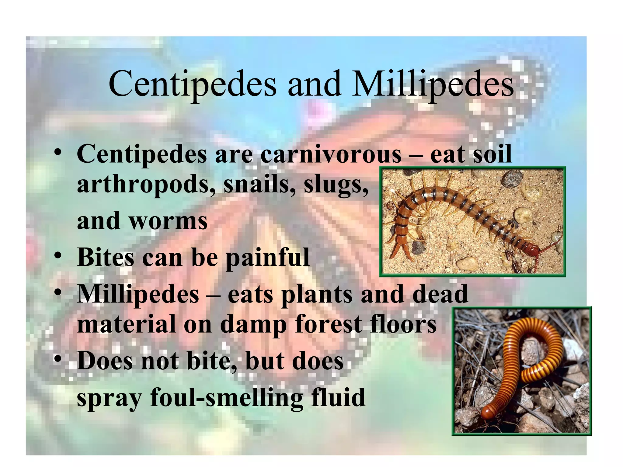 Centipedes and Millipedes
• Centipedes are carnivorous – eat soil
  arthropods, snails, slugs,
  and worms
• Bites can be painful
• Millipedes – eats plants and dead
  material on damp forest floors
• Does not bite, but does
  spray foul-smelling fluid
 