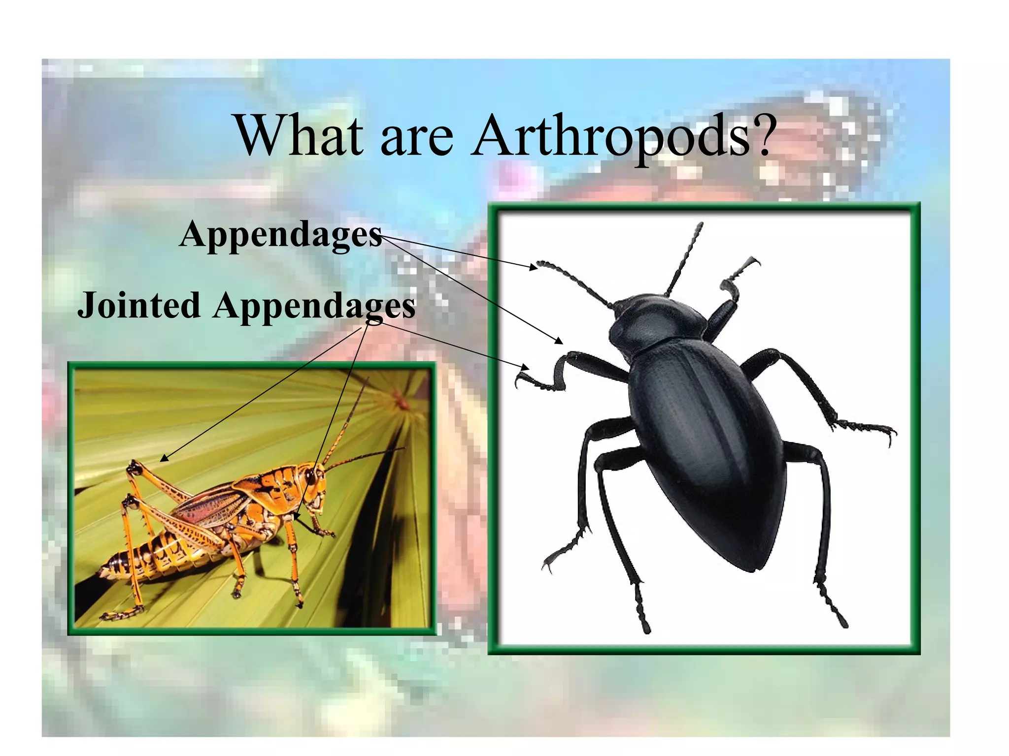 What are Arthropods?
     Appendages
Jointed Appendages
 