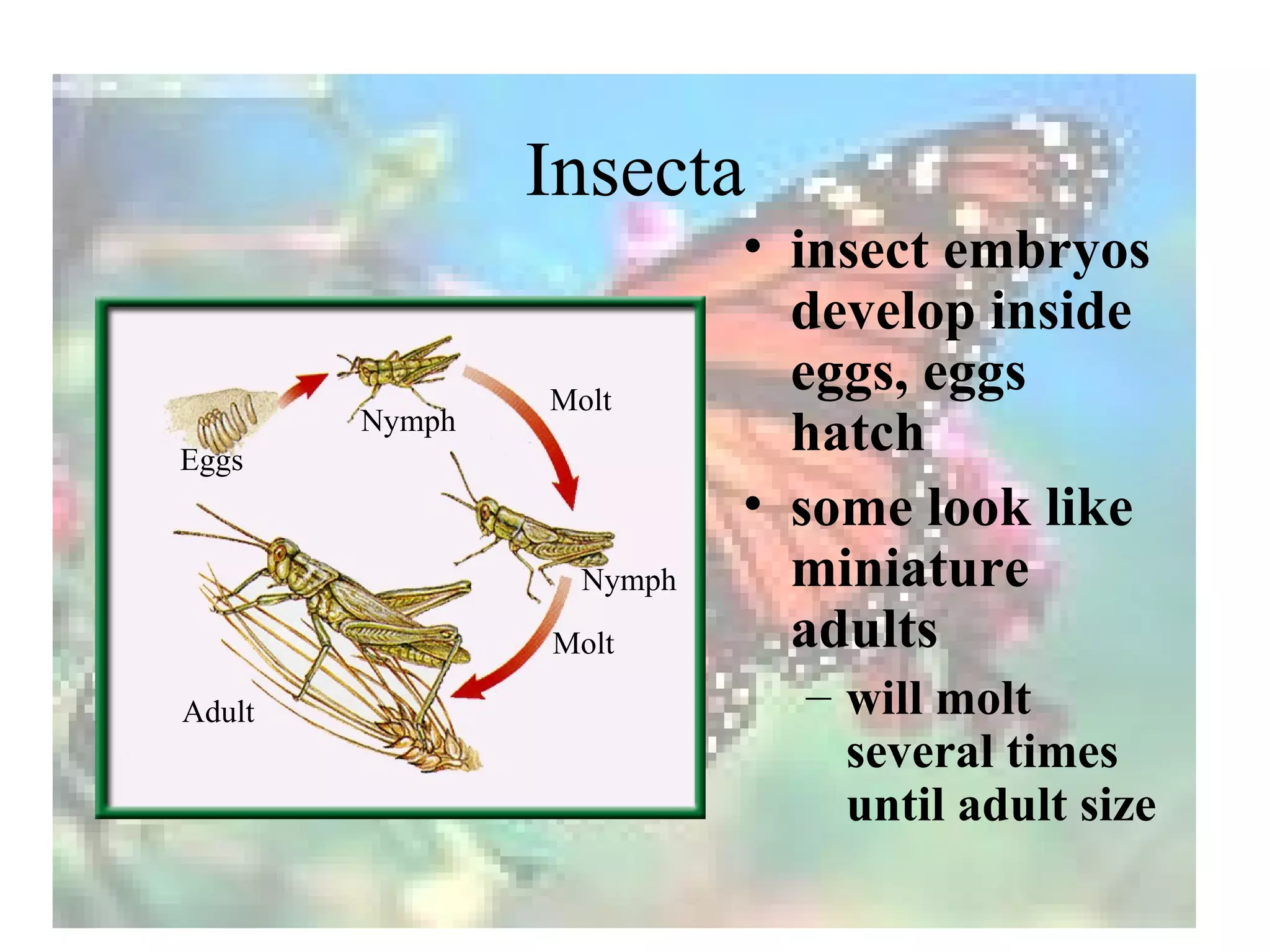 Insecta
                          • insect embryos
                            develop inside
                Molt
                            eggs, eggs
Eggs
        Nymph
                            hatch
                          • some look like
                  Nymph     miniature
                Molt        adults
Adult                       – will molt
                              several times
                              until adult size
 