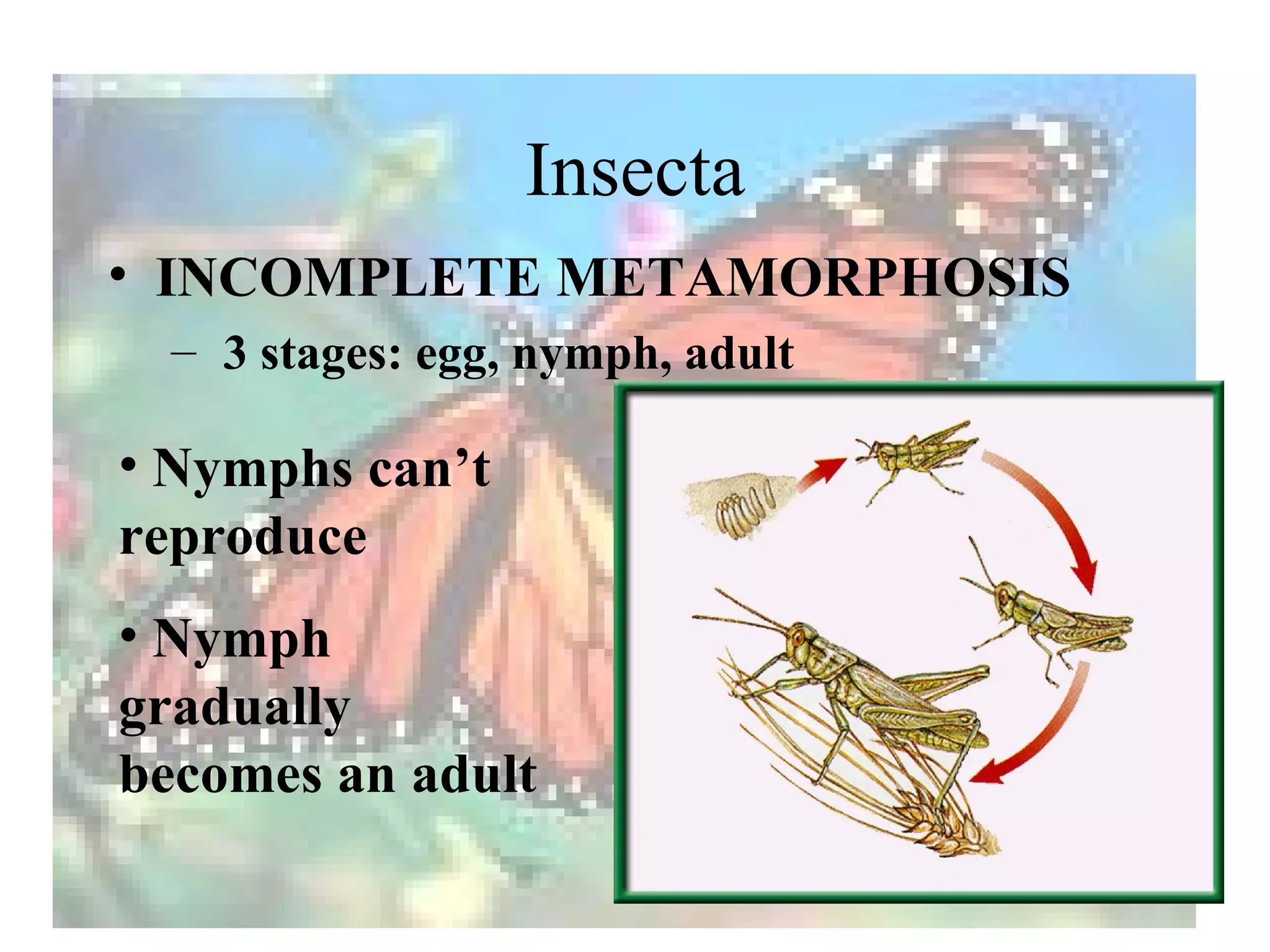 Insecta
• INCOMPLETE METAMORPHOSIS
  – 3 stages: egg, nymph, adult

• Nymphs can’t
reproduce
• Nymph
gradually
becomes an adult
 
