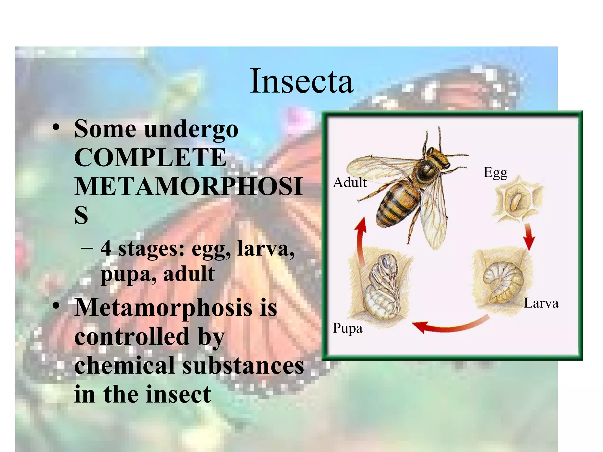 Insecta
• Some undergo
  COMPLETE                          Egg
  METAMORPHOSI              Adult

  S
  – 4 stages: egg, larva,
    pupa, adult
• Metamorphosis is                        Larva

  controlled by             Pupa

  chemical substances
  in the insect
 