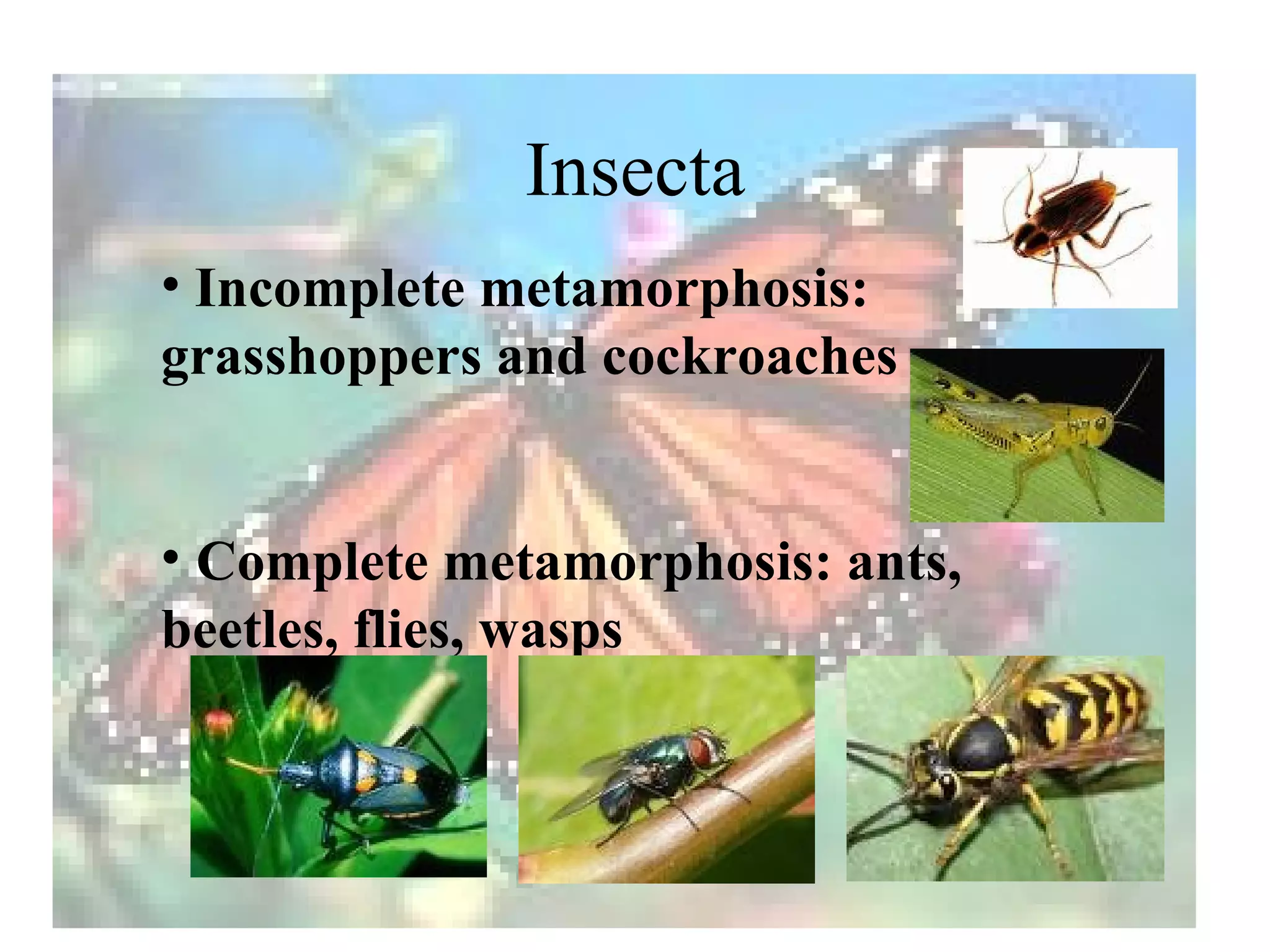 Insecta
• Incomplete metamorphosis:
grasshoppers and cockroaches


• Complete metamorphosis: ants,
beetles, flies, wasps
 