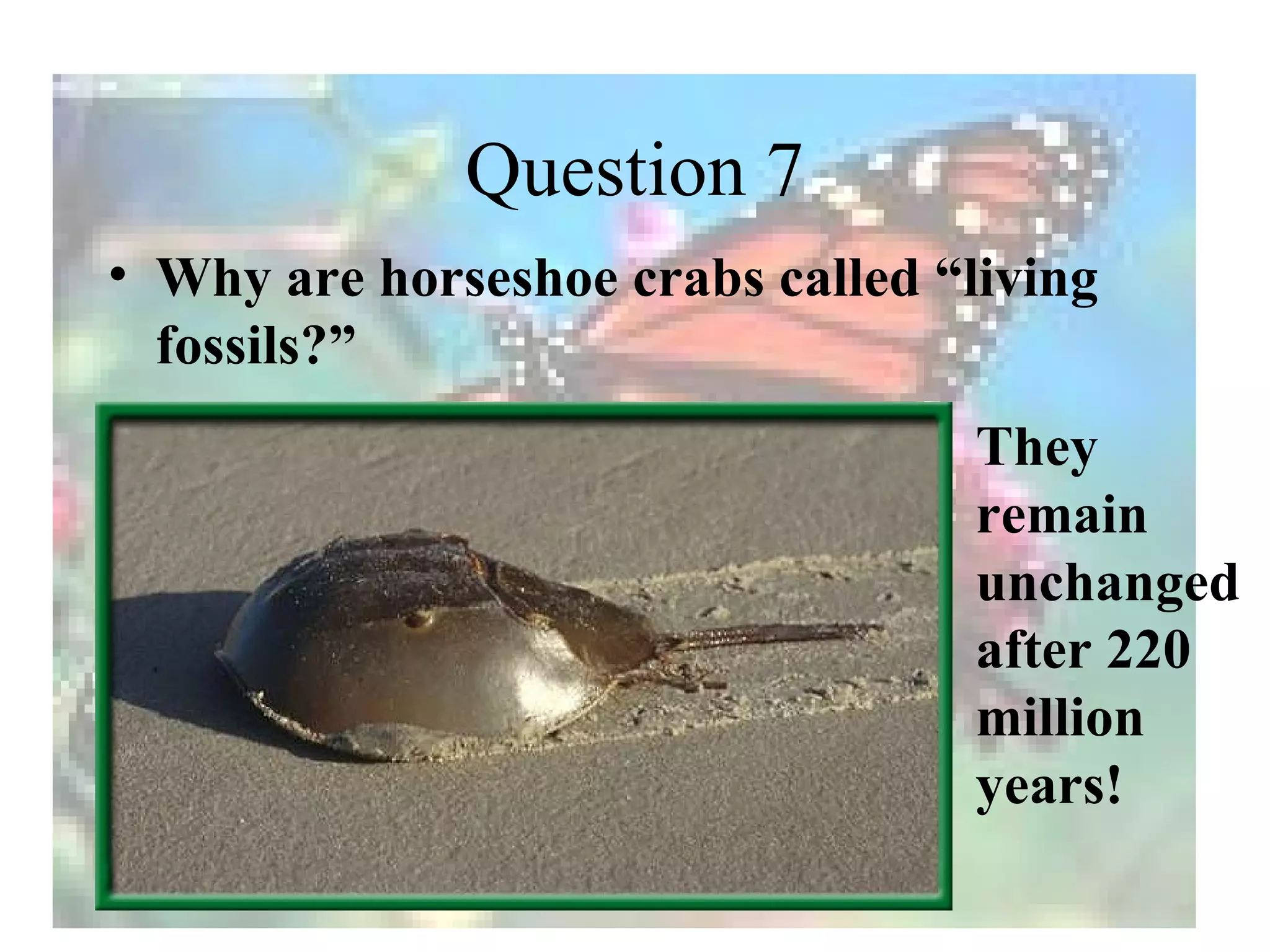 Question 7
• Why are horseshoe crabs called “living
  fossils?”
                                   They
                                   remain
                                   unchanged
                                   after 220
                                   million
                                   years!
 
