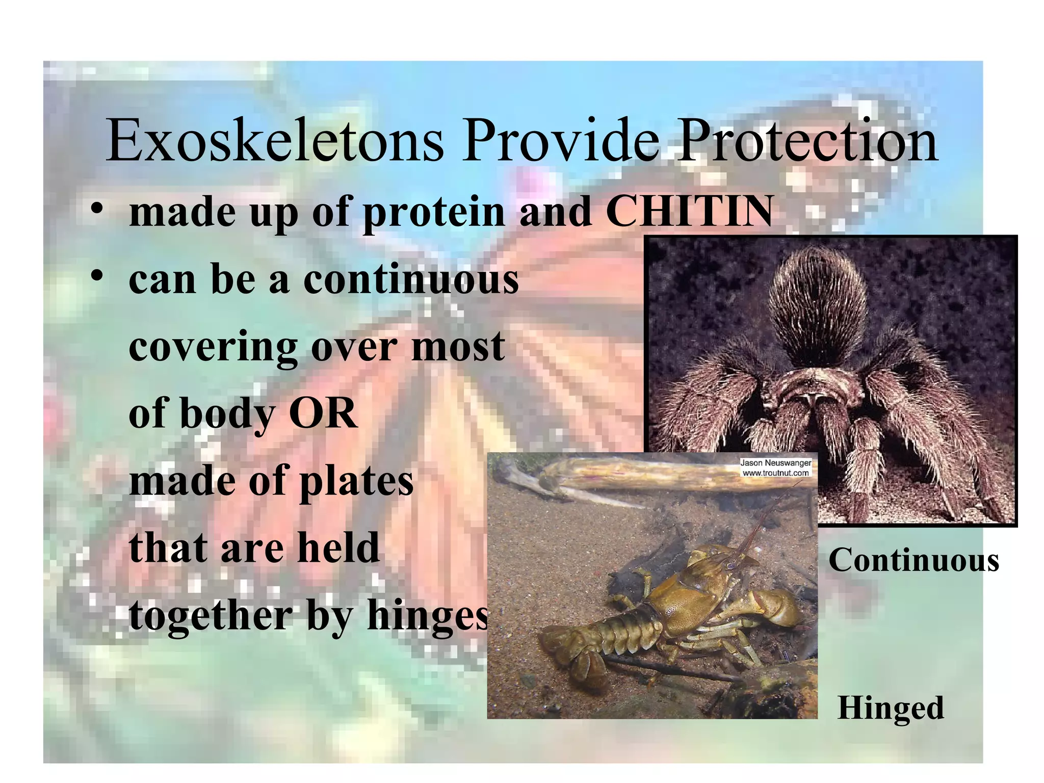 Exoskeletons Provide Protection
• made up of protein and CHITIN
• can be a continuous
  covering over most
  of body OR
  made of plates
  that are held                   Continuous
  together by hinges
                                  Hinged
 