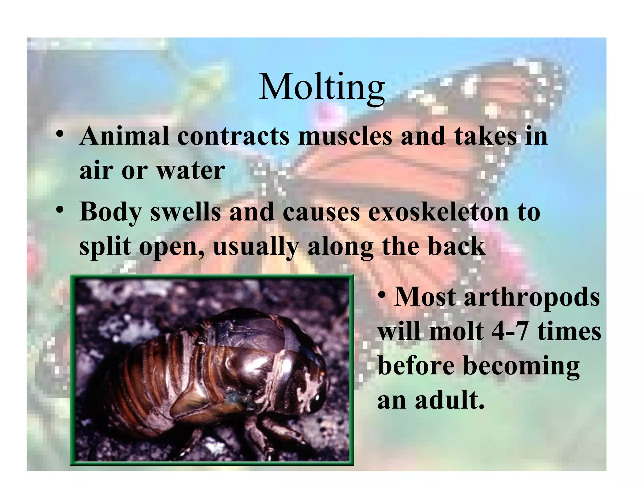 Molting
• Animal contracts muscles and takes in
  air or water
• Body swells and causes exoskeleton to
  split open, usually along the back
                         • Most arthropods
                         will molt 4-7 times
                         before becoming
                         an adult.
 