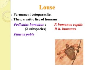 Louse
 Permanent ectoparasite.
 The parasitic lice of humans :

  Pediculus humanus :       P. humanus capitis
         (2 subspecies)     P. h. humanus
  Pthirus pubis
 