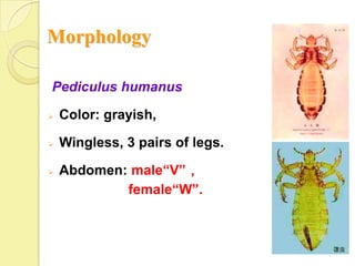 Morphology

Pediculus humanus

   Color: grayish,

   Wingless, 3 pairs of legs.

   Abdomen: male“V”，
            female“W”.
 