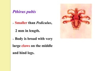 Pthirus pubis

   Smaller than Pediculus,

    2 mm in length.

   Body is broad with very
large claws on the middle
and hind legs.
 