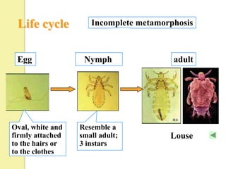 Life cycle          Incomplete metamorphosis



 Egg               Nymph                adult




Oval, white and   Resemble a
firmly attached   small adult;         Louse
to the hairs or   3 instars
to the clothes
 