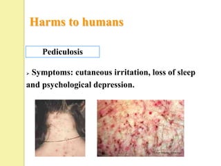 Harms to humans

    Pediculosis

Symptoms: cutaneous irritation, loss of sleep
and psychological depression.
 
