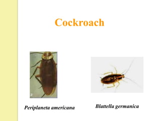 Cockroach




Periplaneta americana   Blattella germanica
 