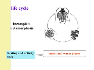 life cycle


  Incomplete
 metamorphosis




Resting and activity   moist and warm places
sites
 