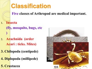 Classification
         Five classes of Arthropod are medical important.

1.   Insecta
     (fly, mosquito, bugs, etc
                                               crab&shrimp
     )
2.   Arachnida (order
     Acari : ticks. Mites)

3. Chilopoda (centipede)
                                   millipede
4. Diplopoda (millipede)         centipede

5. Crustacea                         tick
 