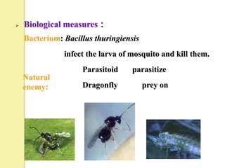    Biological measures：
    Bacterium: Bacillus thuringiensis
               infect the larva of mosquito and kill them.
                    Parasitoid     parasitize
    Natural
    enemy:          Dragonfly           prey on
 