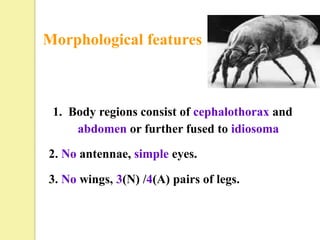 Morphological features



 1. Body regions consist of cephalothorax and
     abdomen or further fused to idiosoma

2. No antennae, simple eyes.

3. No wings, 3(N) /4(A) pairs of legs.
 